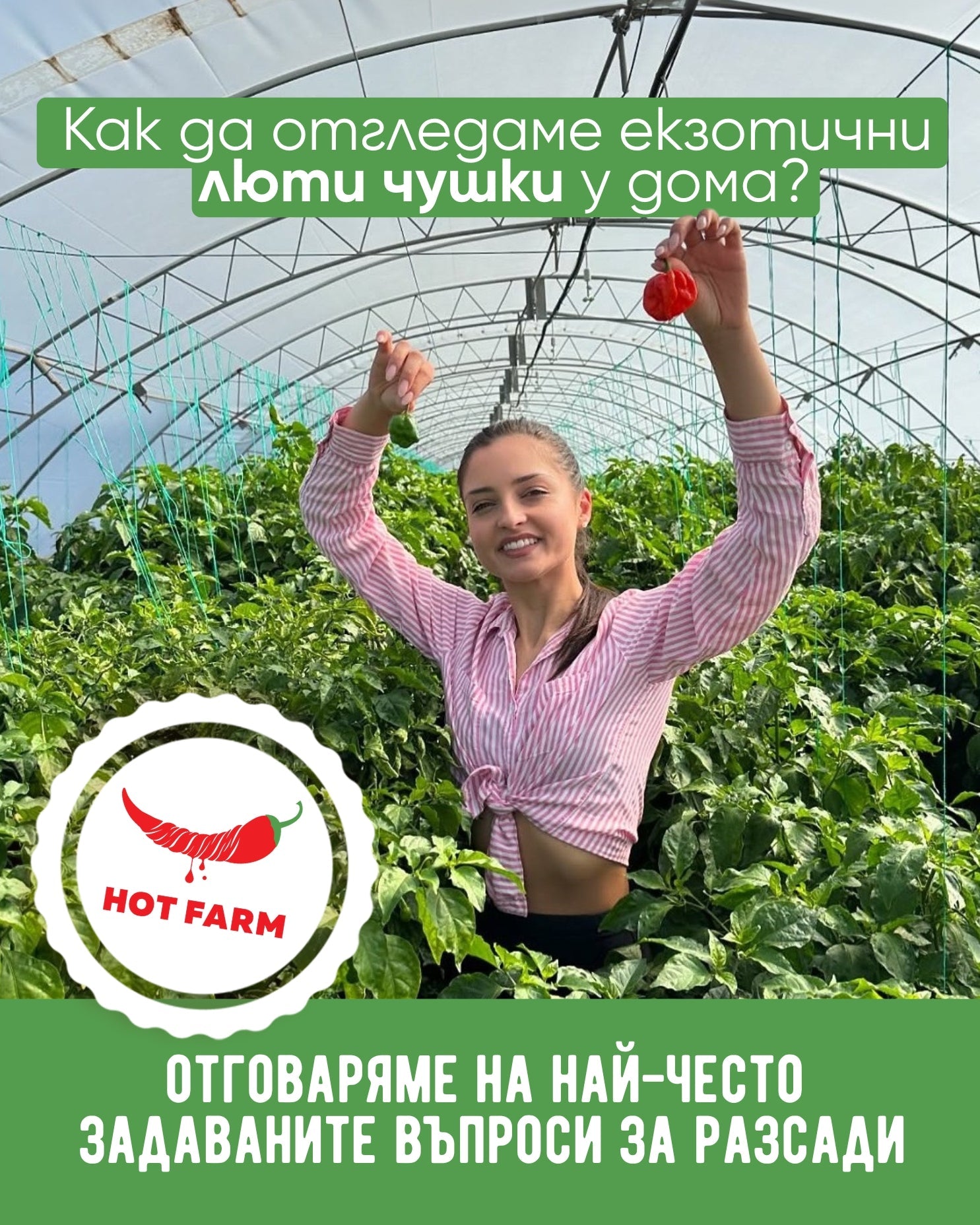 Как да отгледаме екзотични люти чушки у дома или в градината?