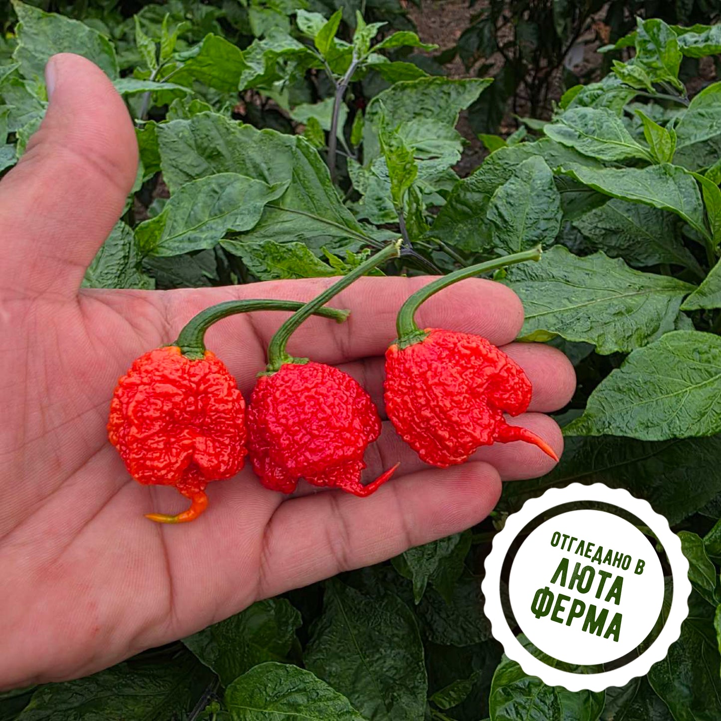 Каролина рийпър - пресни чушки