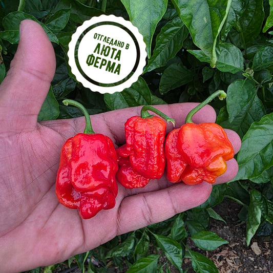 Български дух - пресни чушки