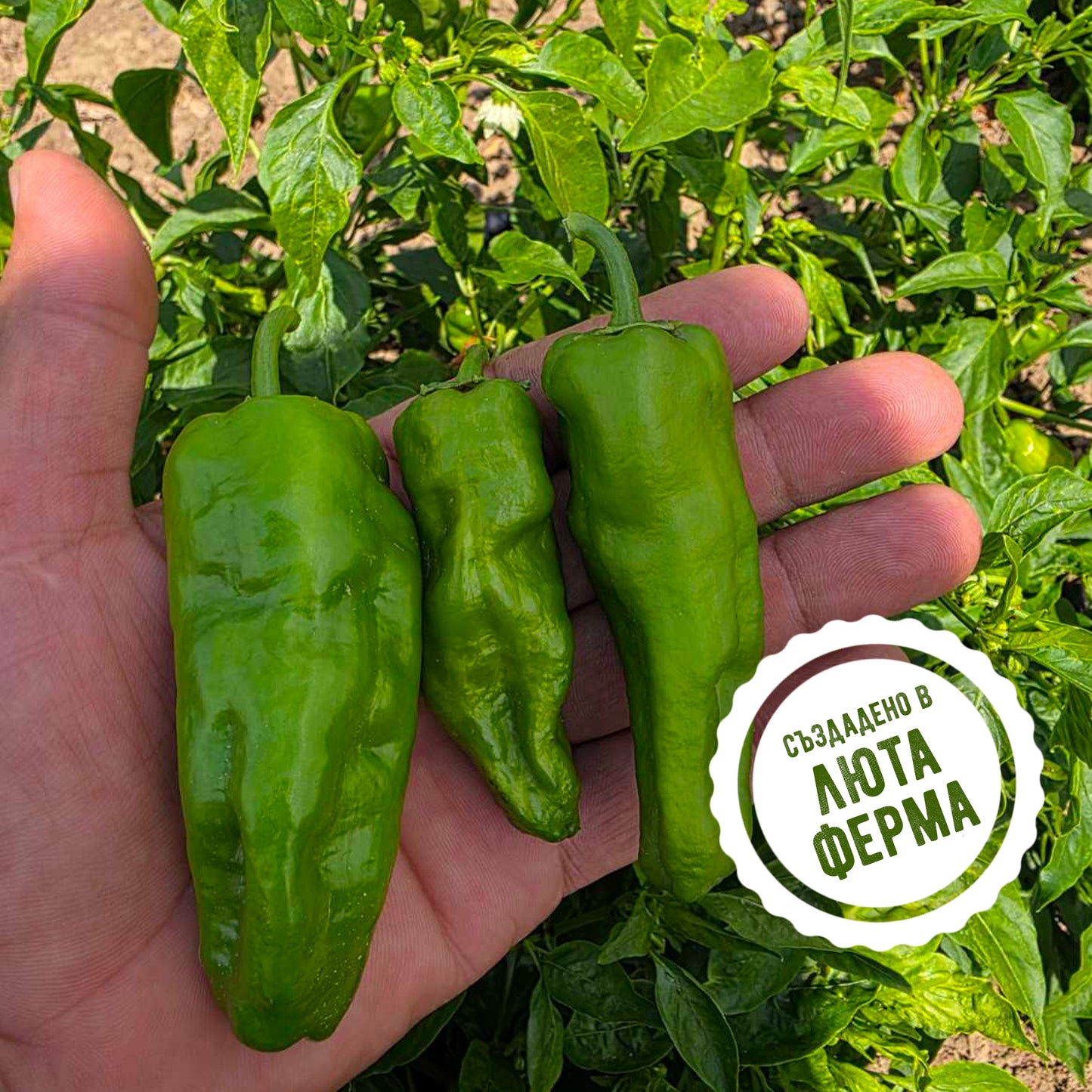 Падрон - пресни чушки