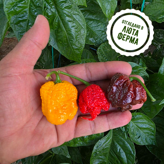 Най-лютите в света - микс от пресни чушки