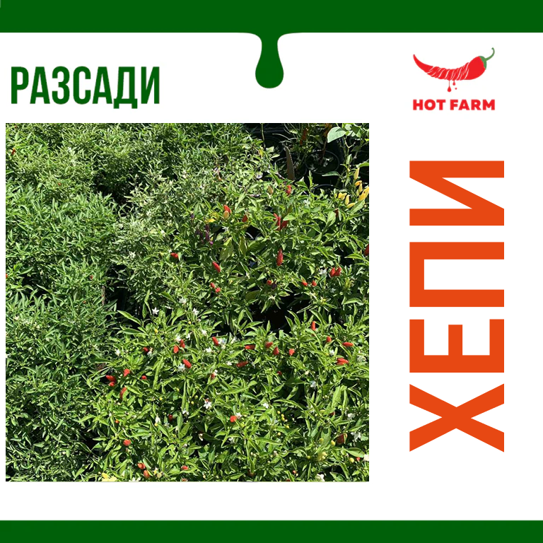 Разсад Хепи