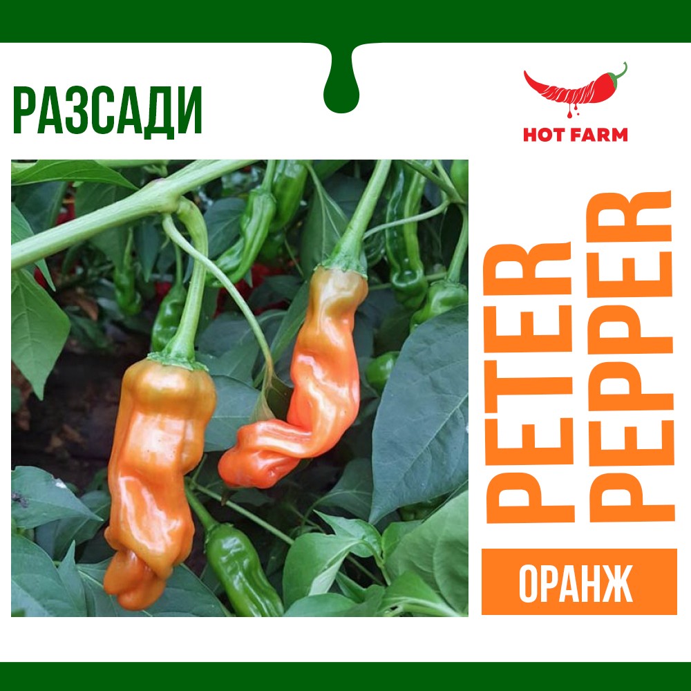 Peter Pepper razsad
