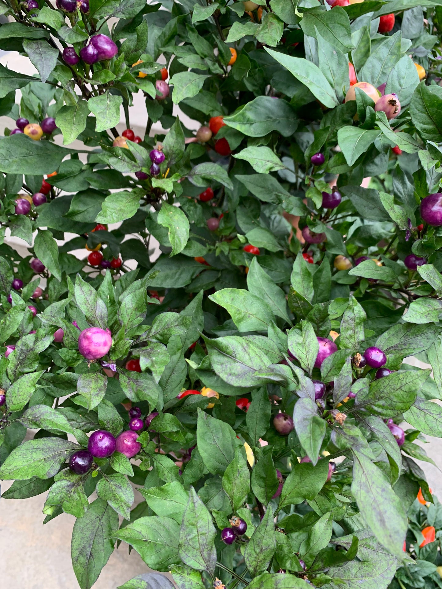 Разсад Синьо Око