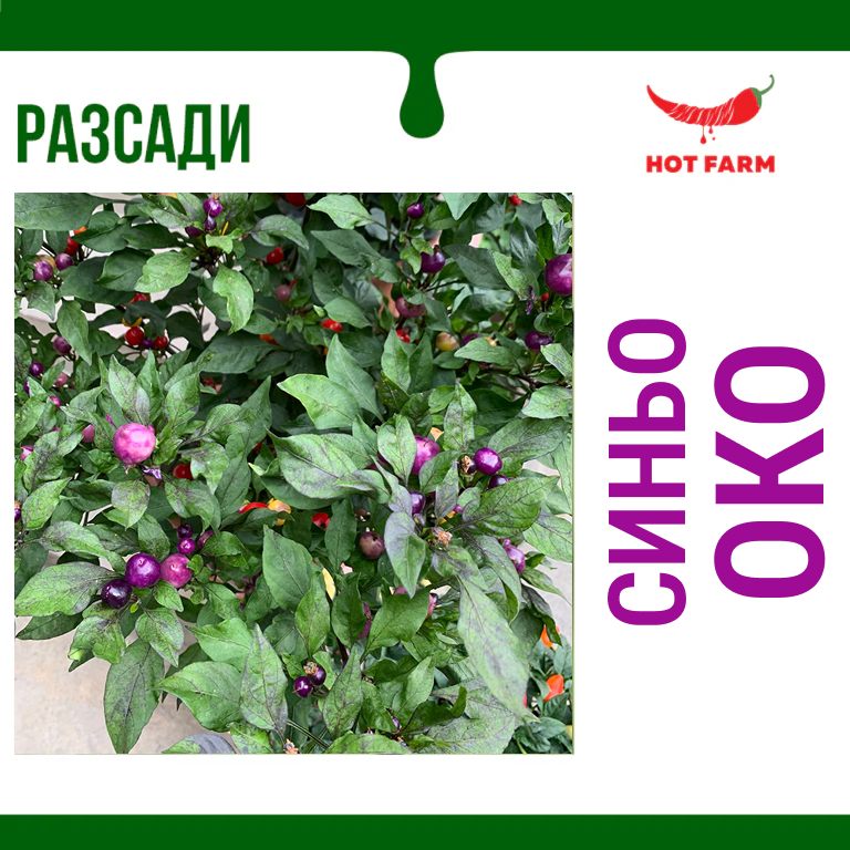 Разсад Синьо Око