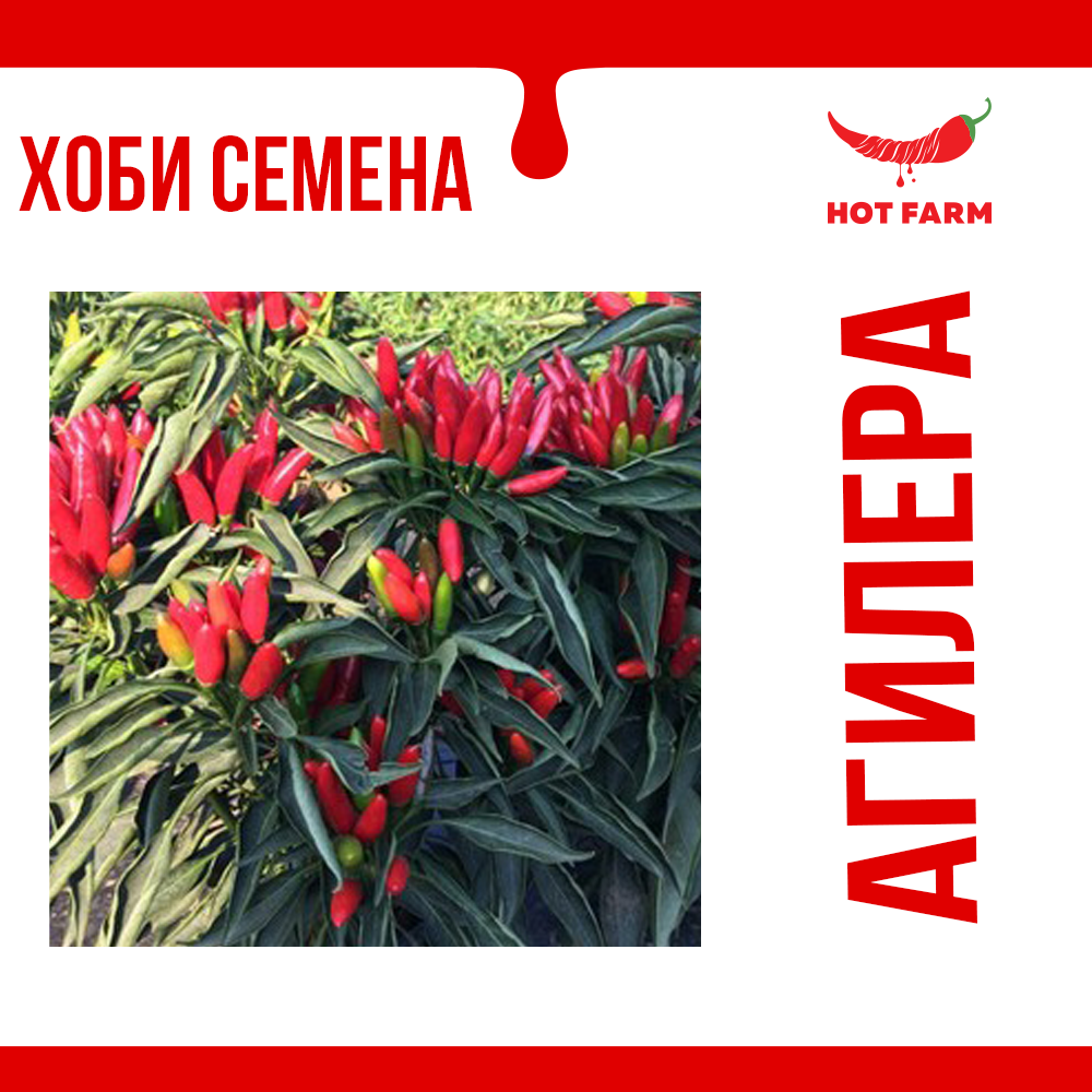 Agilera chili seeds for growing beautiful and productive decorative peppers with vibrant colors.