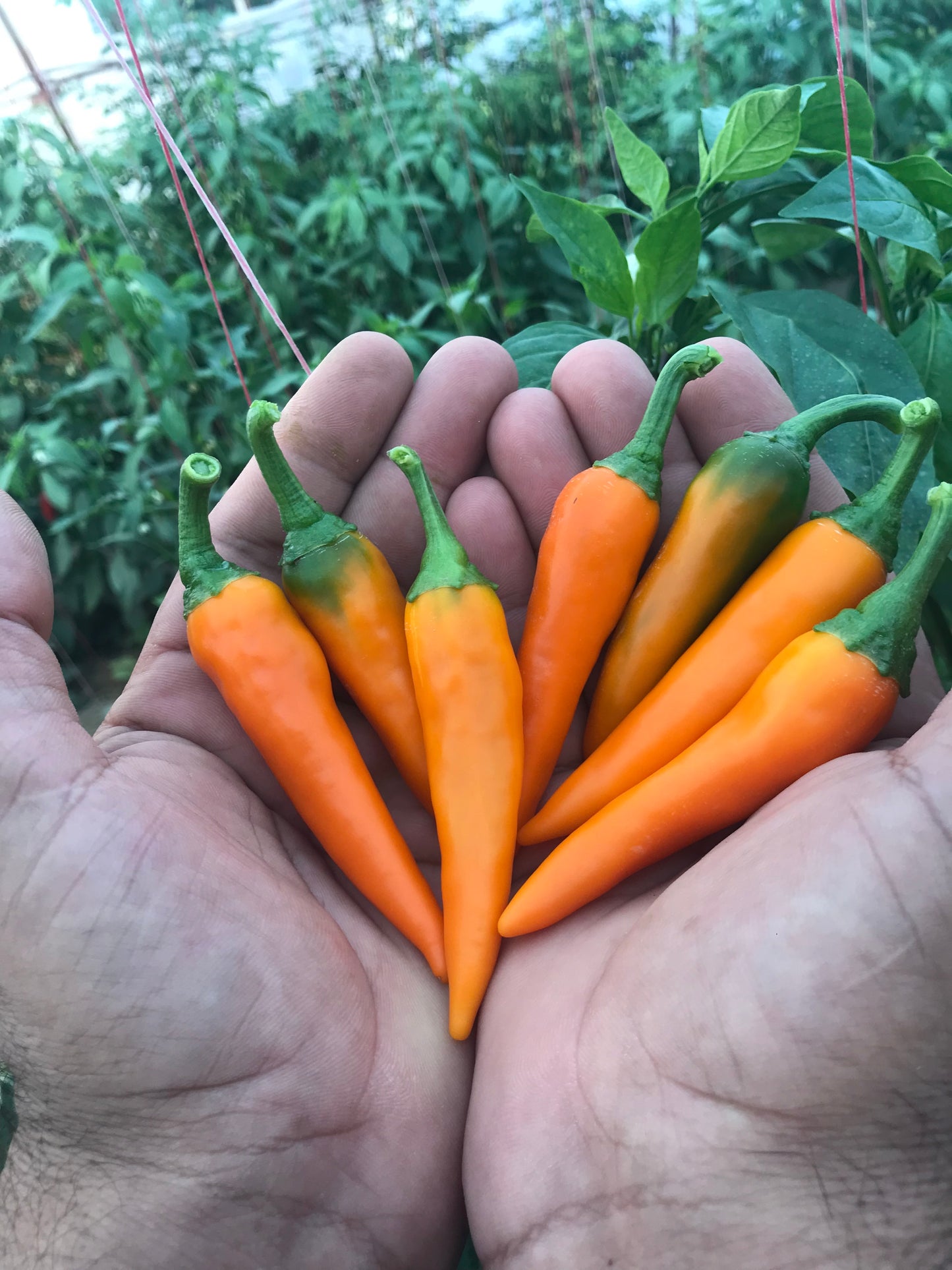 Разсад Български Морков