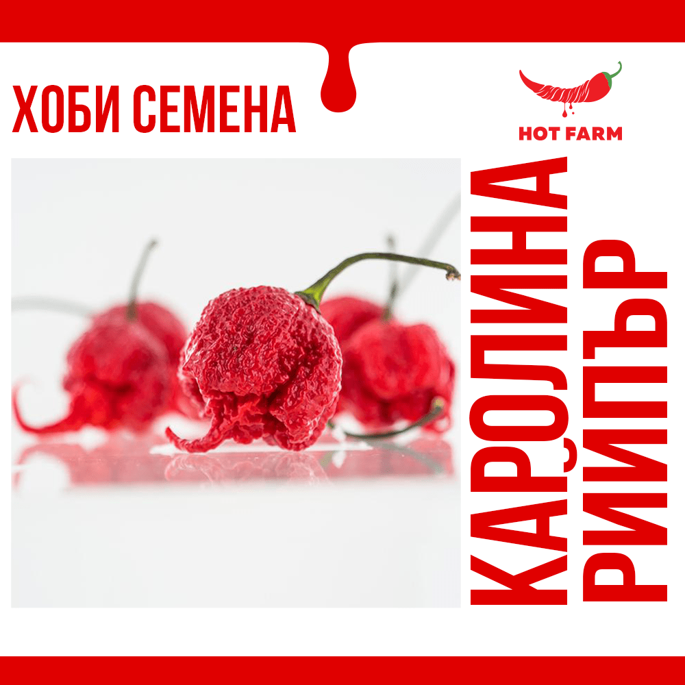 Сет За Експерти