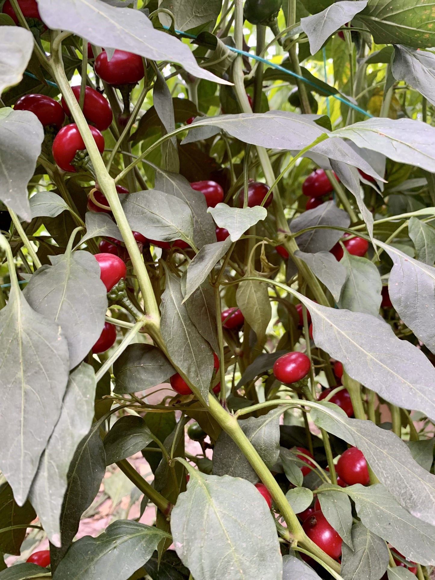 Чери - пресни чушки