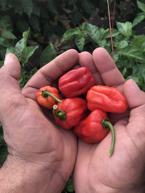 Хабанеро - микс от пресни люти чушки