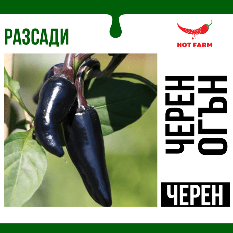 Разсад Черен Огън