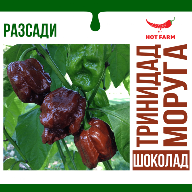 Разсад Тринидад Моруга Шоколад