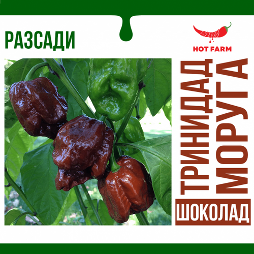 Разсад Тринидад Моруга Шоколад
