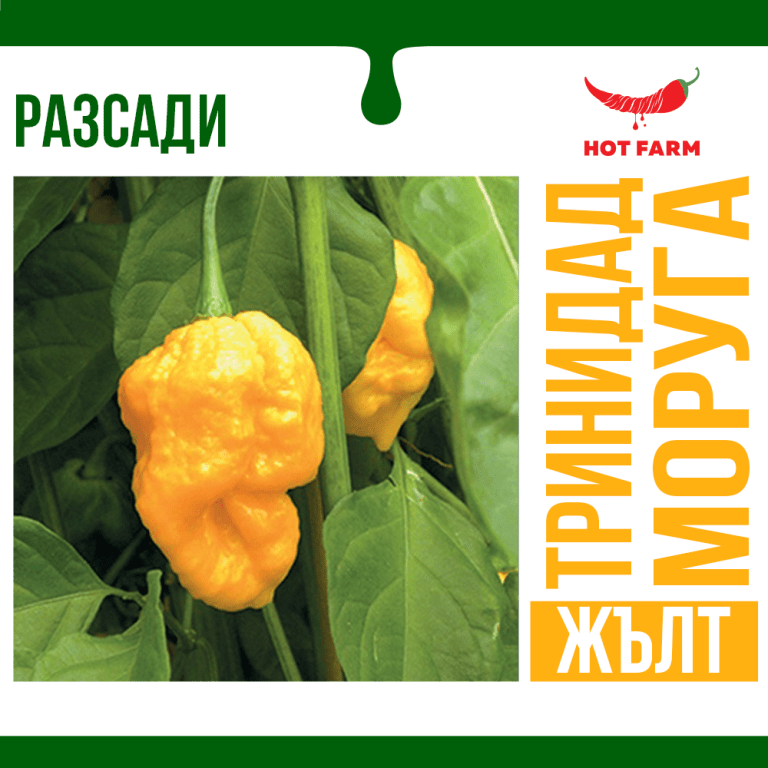 Разсад Тринидад Моруга Жълт