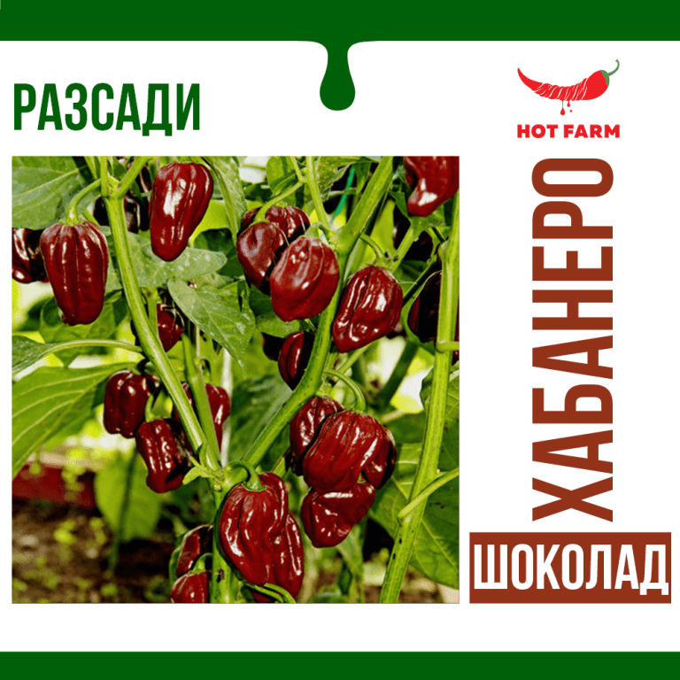 Разсад Хабанеро Шоколад