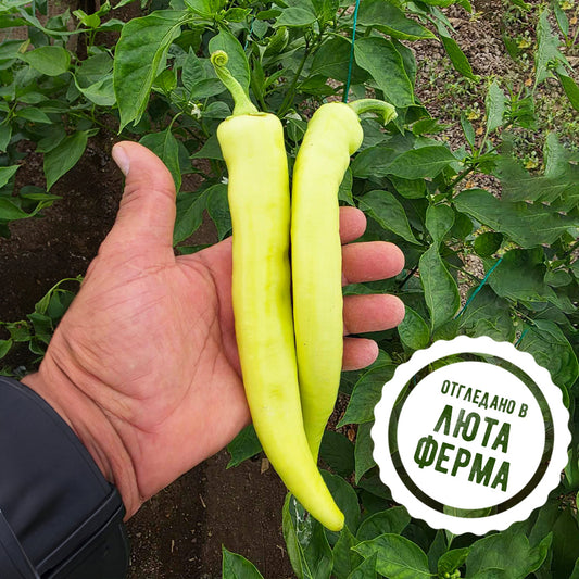 Лесковачка джинка - пресни чушки