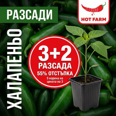3+2 корена безплатно: разсад Халапеньо
