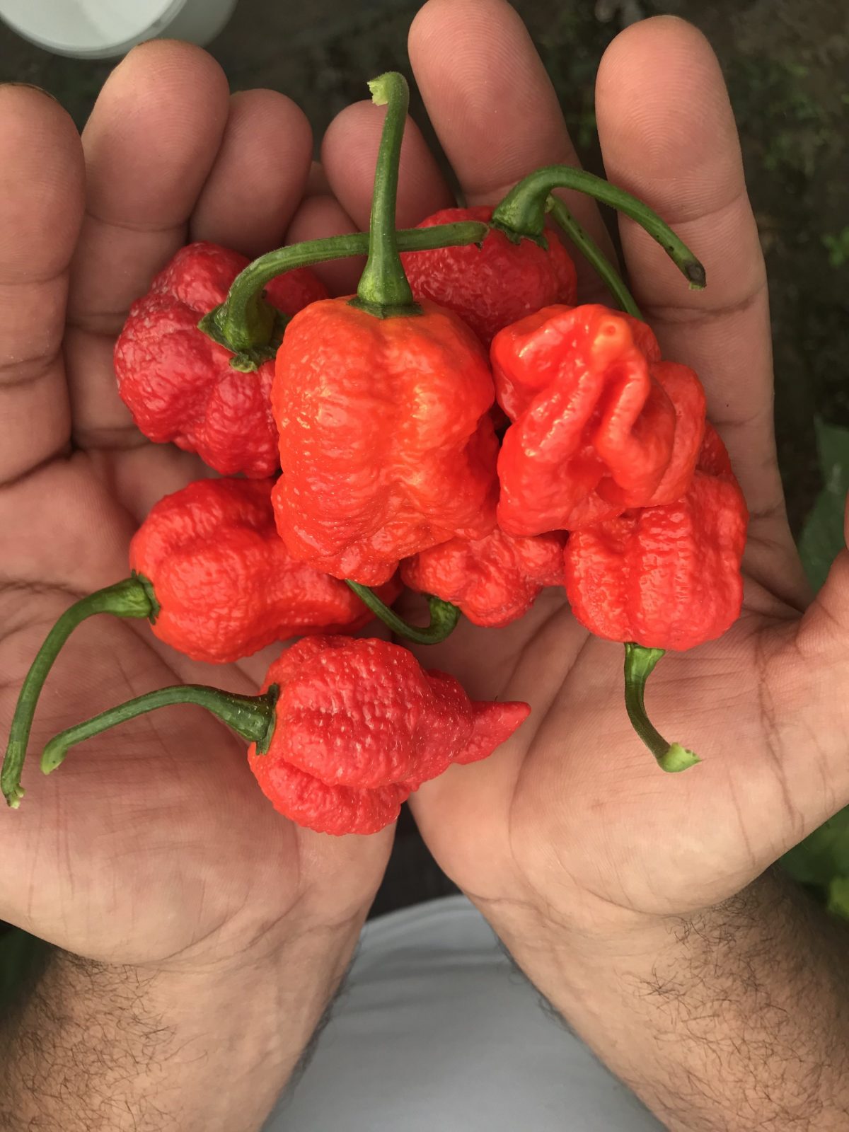 Инфинити - пресни чушки