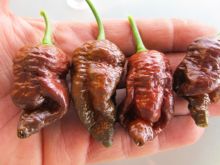 Тринидад Моруга Скорпион шоколад - пресни чушки