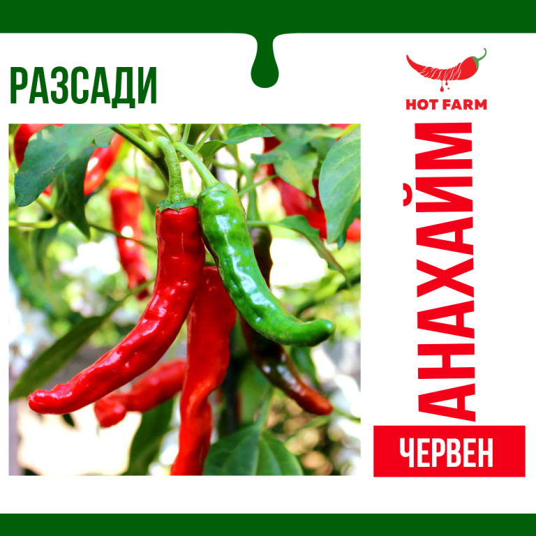 Разсад Анахайм