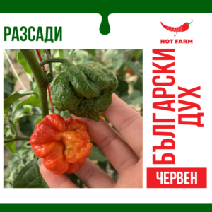 Razsad ot Balgarski duh