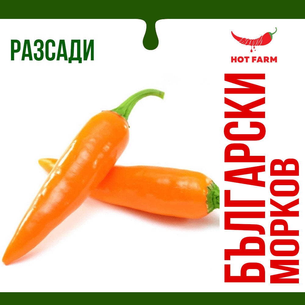 razsad ot bylgarski morkov
