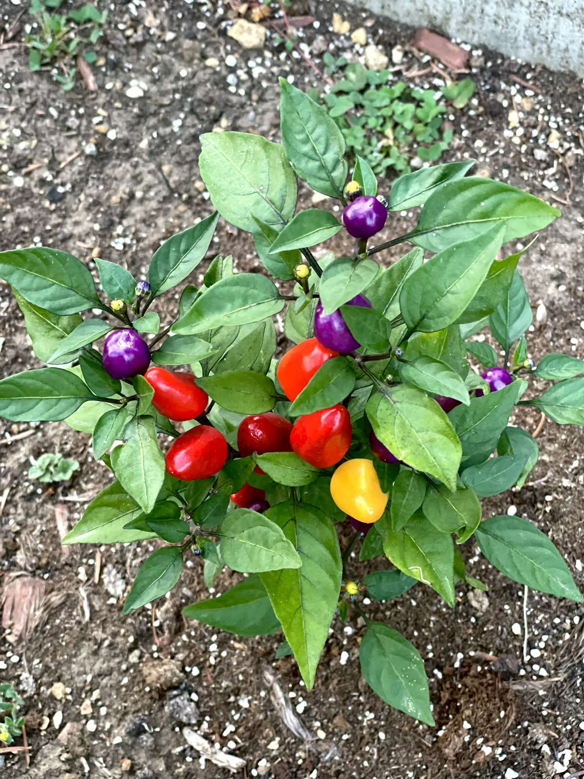 Разсад Боливйска Дъга