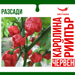 Razsad ot Karolina Riipyr