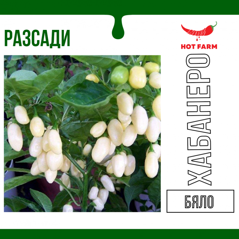 Разсад Хабанеро Бяло