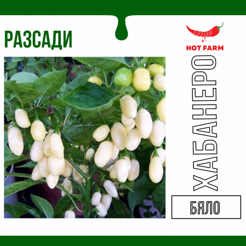 Разсад Хабанеро Бяло