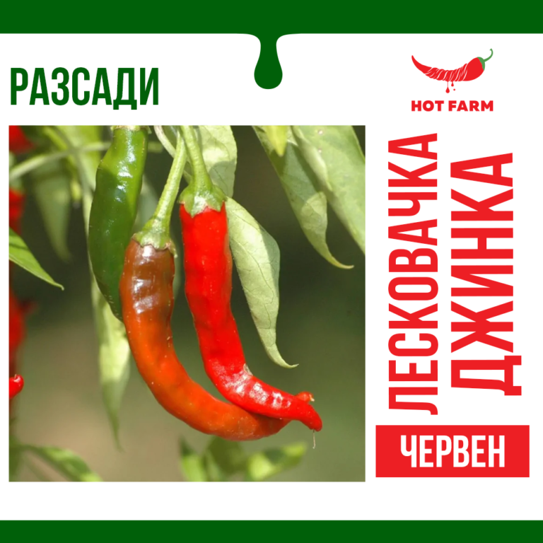 Разсад Лесковачка Джинка