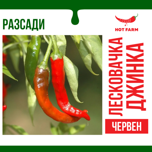 Разсад Лесковачка Джинка