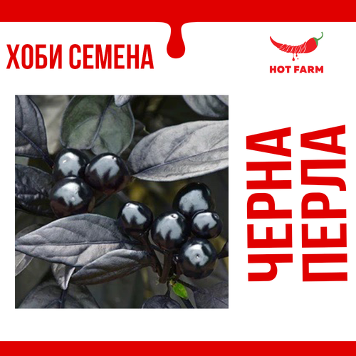 Semena dekorativni lyuti chuski cherni