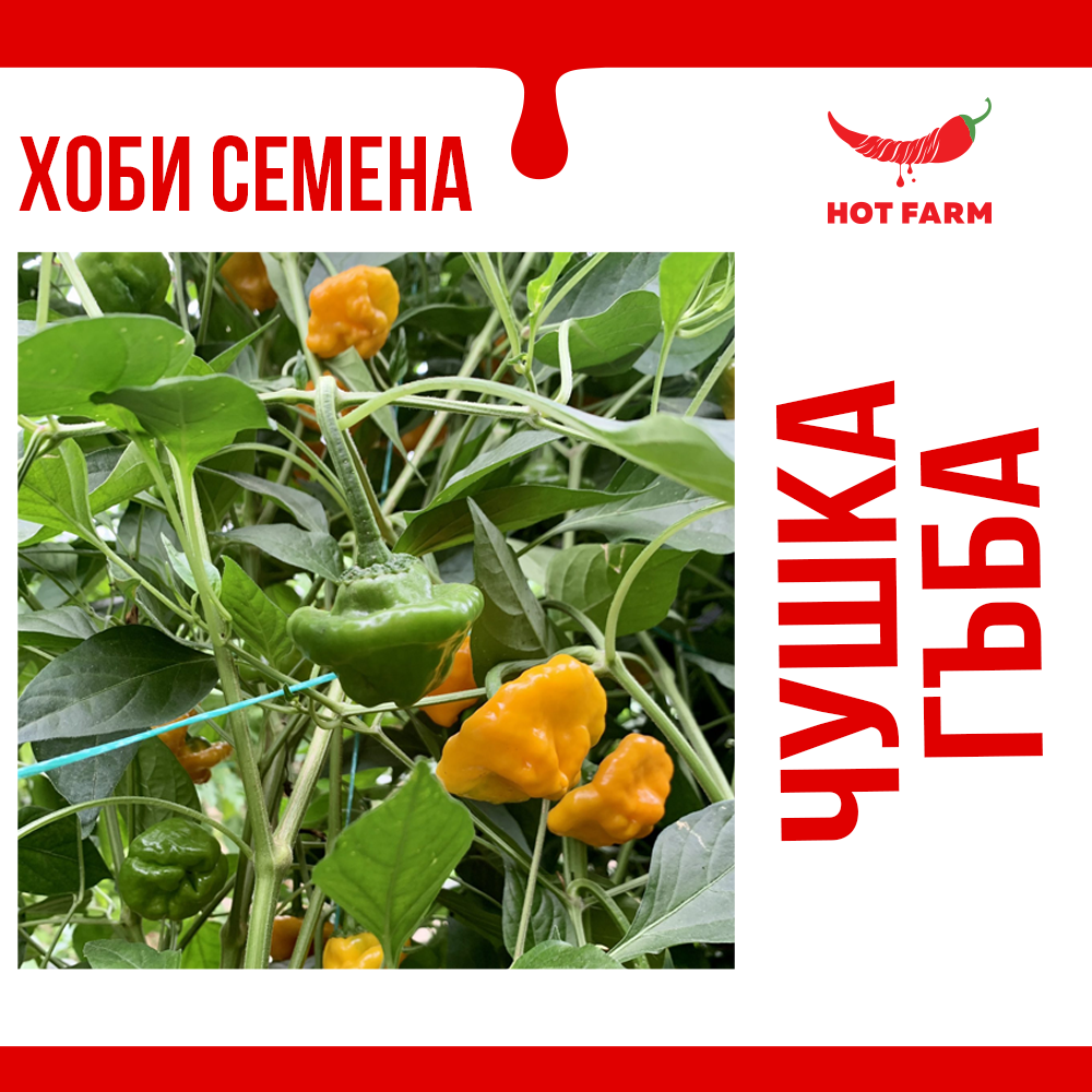 Semena luti chuski, koito prilichat na gyba i sa mnogo lyuti.