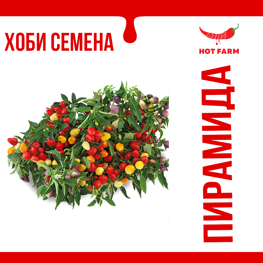 Pepperoncino Pyramid Seeds