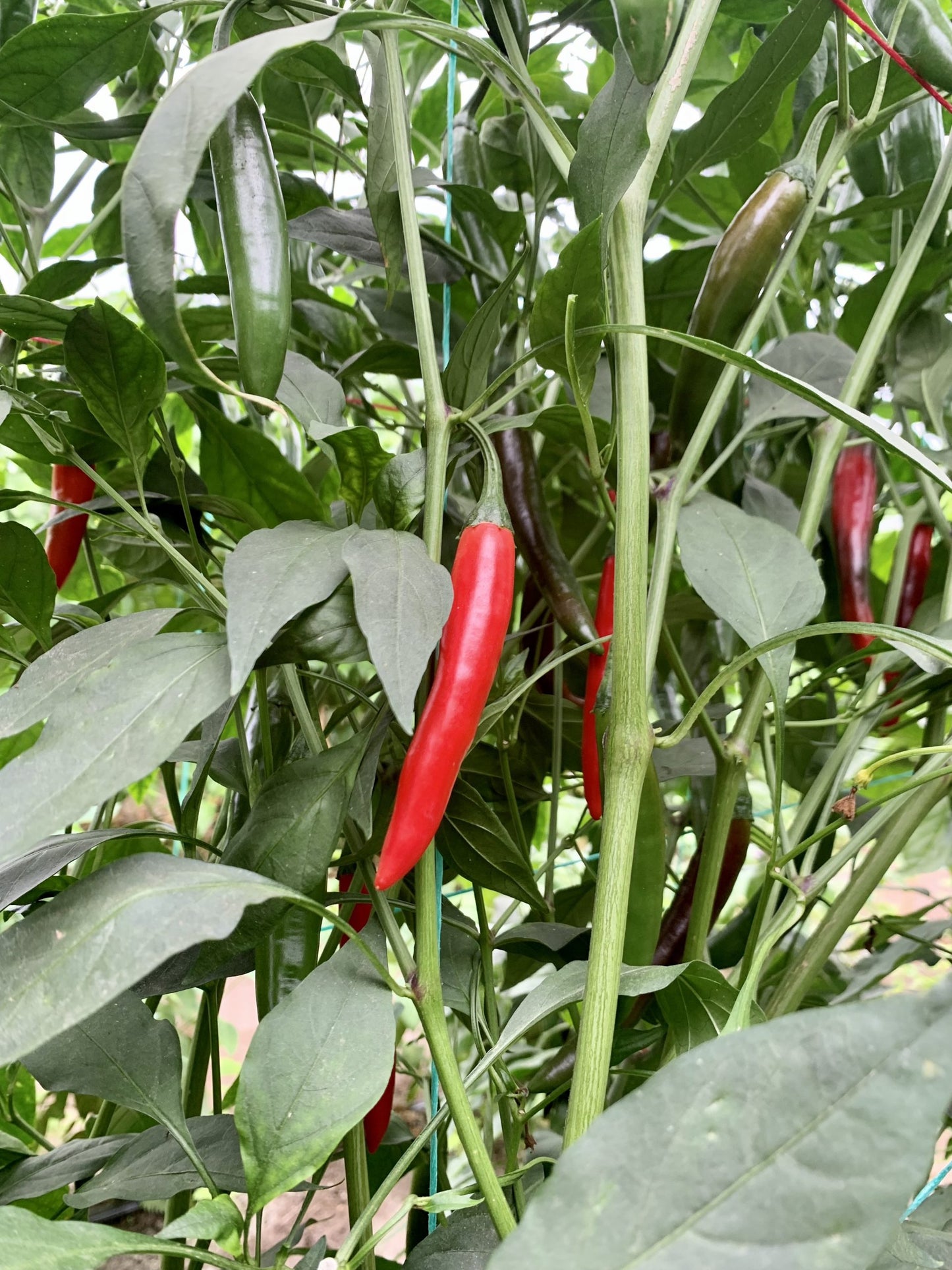 Серано - пресни чушки