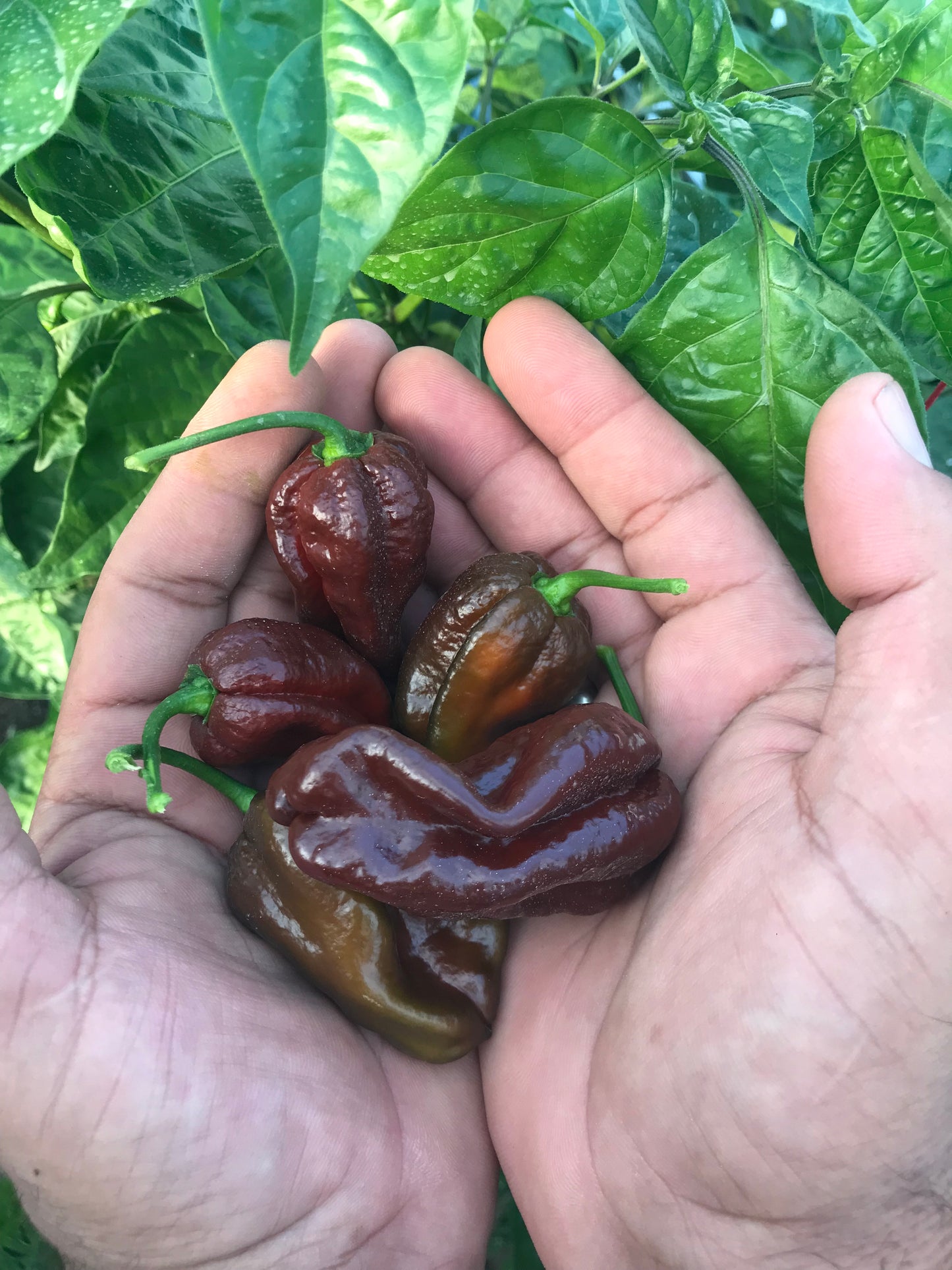 Хабанеро - микс от пресни люти чушки