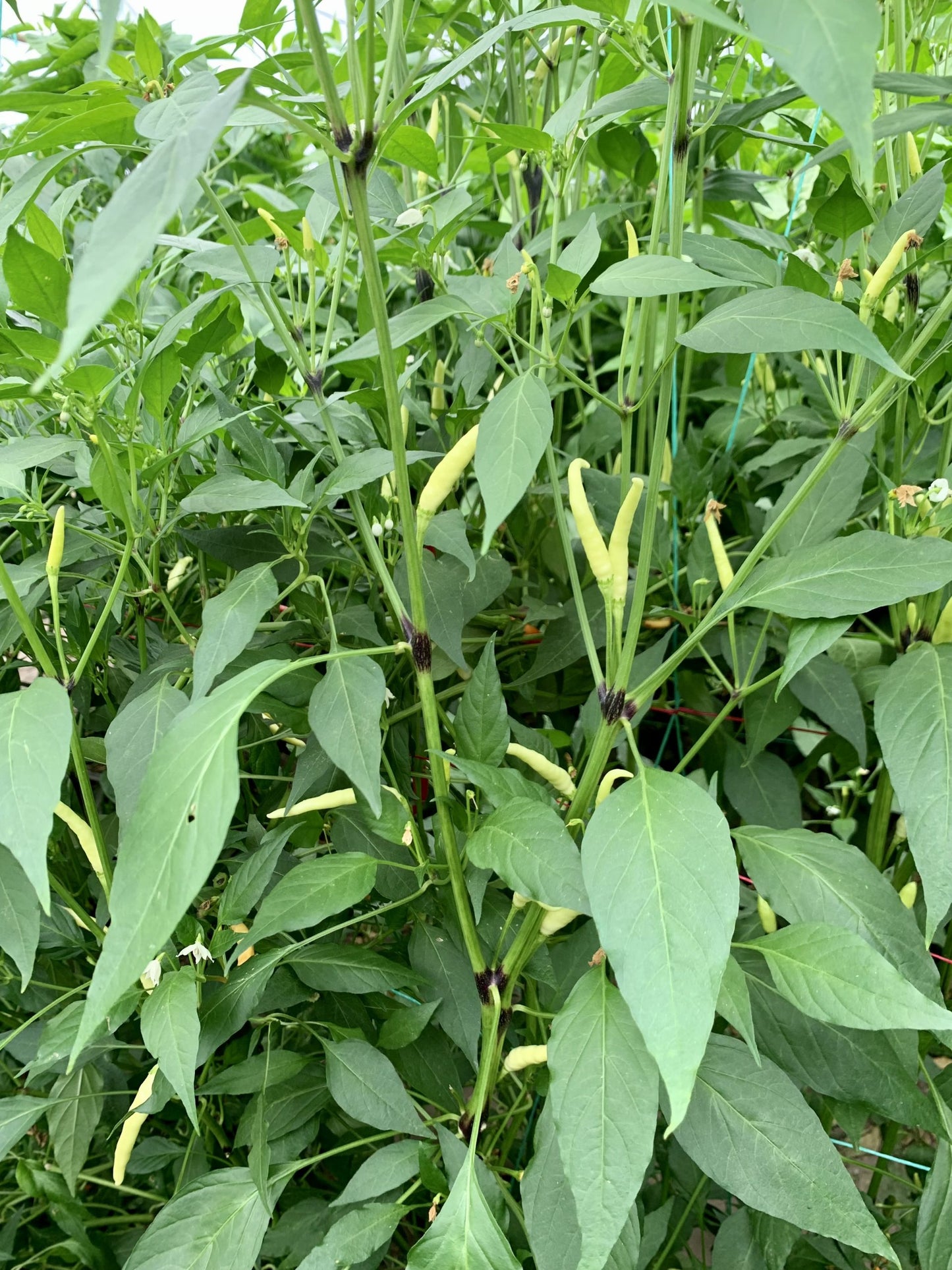 Табаско - пресни чушки