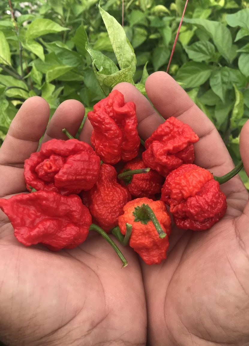 Тринидад Моруга Скорпион червен - пресни чушки