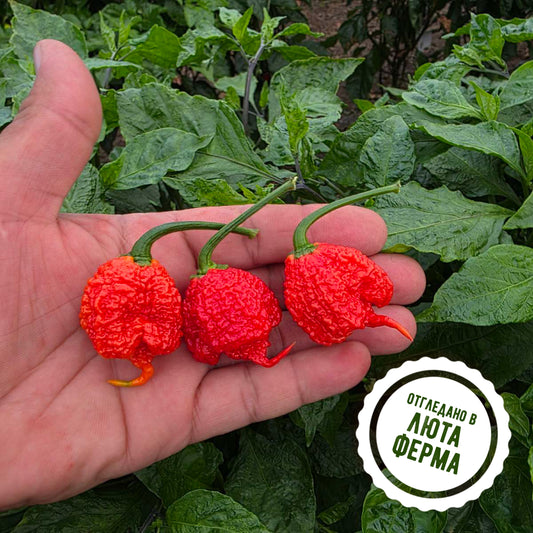 Каролина рийпър - пресни чушки