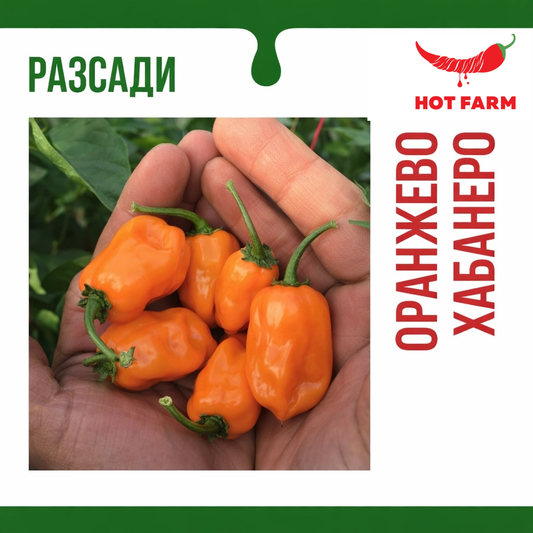 Разсад Хабанеро Оранжево