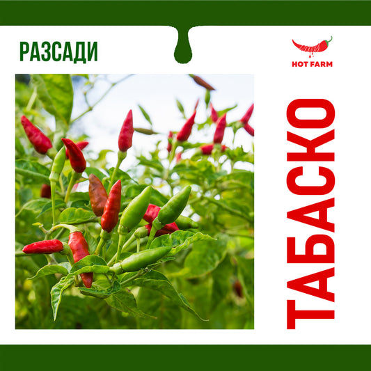 Разсад Табаско