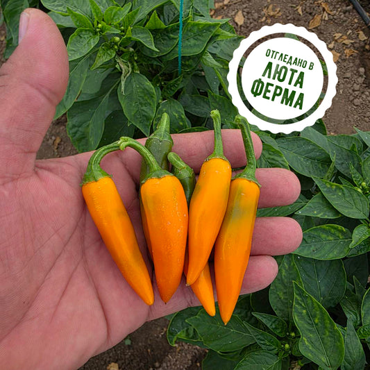 Български морков - пресни чушки