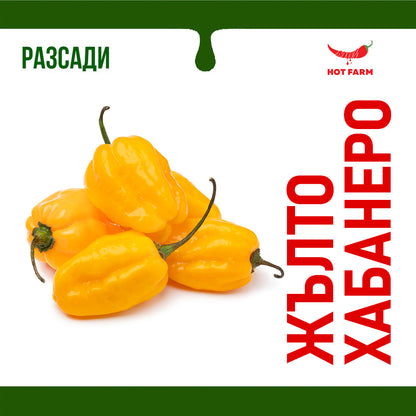 Разсад Жълто Хабанеро