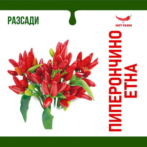 Разсад Пиперончино Етна