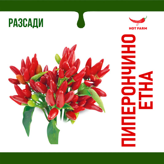 Разсад Пиперончино Етна