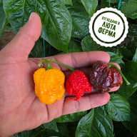 The World's Hottest - Fresh Pepper Mix