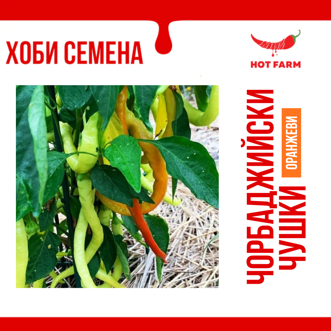 Семена Чорбаджийски чушки - оранжеви