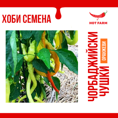 Chorbadzhiyski Pepper Seeds - Orange