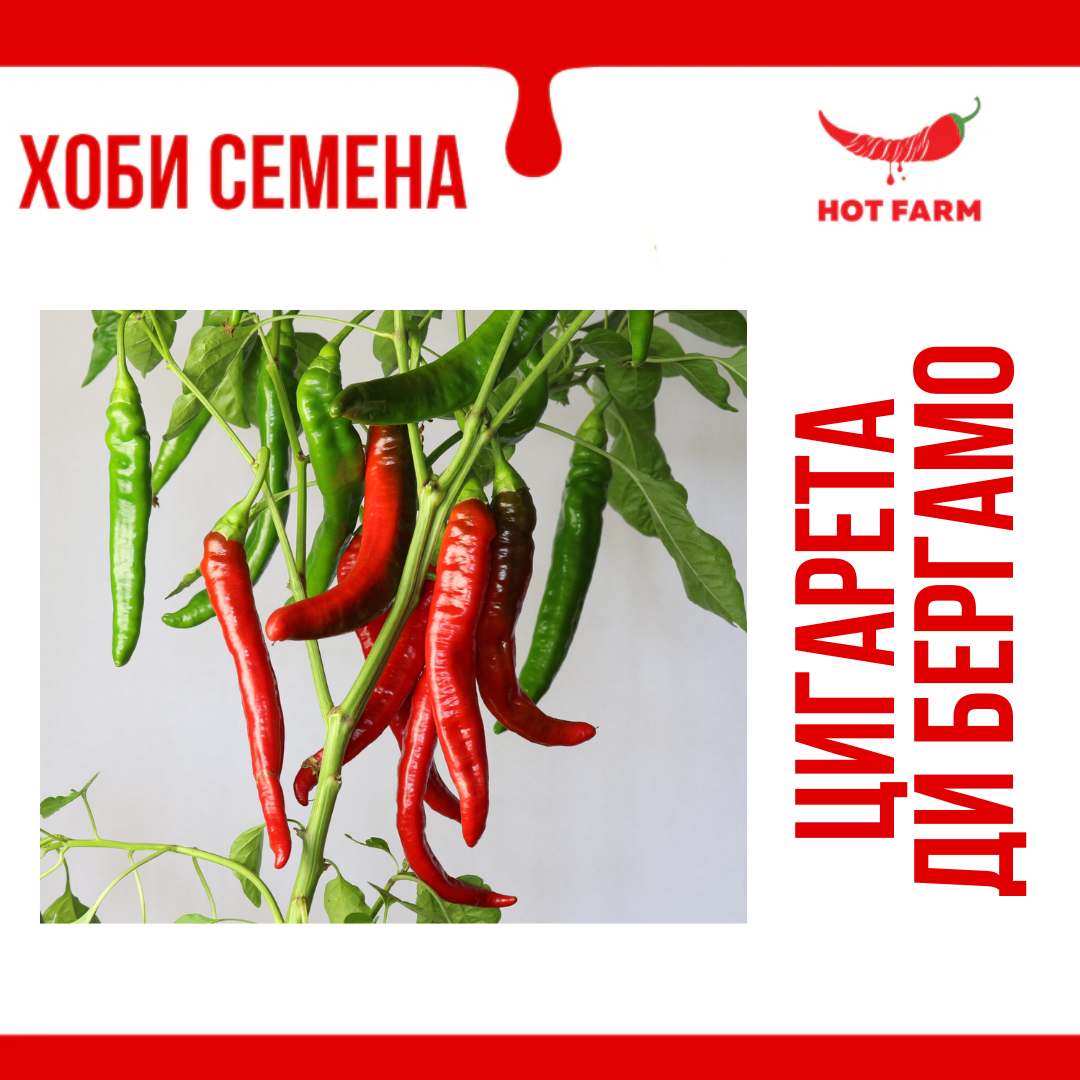 Семена Цигарета ди Бергамо